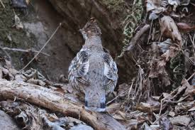 Attēlu rezultāti vaicājumam “Tetrastes bonasia eggs”