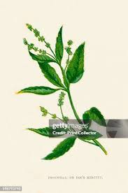 Attēlu rezultāti vaicājumam “Mercurialis perennis leaf”