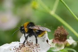 Attēlu rezultāti vaicājumam “Psithyrus sylvestris”