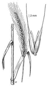 Image result for Secale cereale