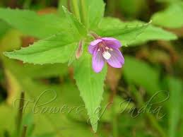 Attēlu rezultāti vaicājumam “Epilobium roseum flower”