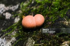 Attēlu rezultāti vaicājumam “Lycogala exiguum aggr. macro”