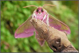 Attēlu rezultāti vaicājumam “Deilephila elpenor”