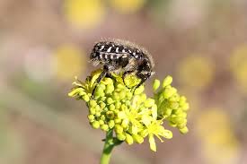 Attēlu rezultāti vaicājumam “Oxythyrea funesta imago”