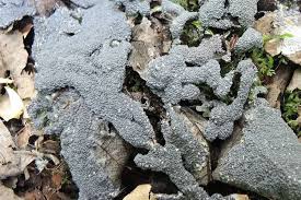 Attēlu rezultāti vaicājumam “Diderma spumarioides”