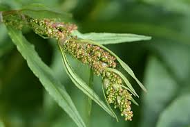 Attēlu rezultāti vaicājumam “Rumex aquaticus”