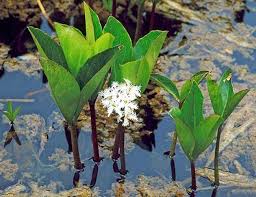 Attēlu rezultāti vaicājumam “Menyanthes trifoliata”