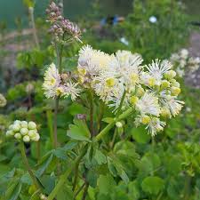 Attēlu rezultāti vaicājumam “Thalictrum aquilegifolium flower”