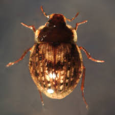 Attēlu rezultāti vaicājumam “Hydrophilidae”