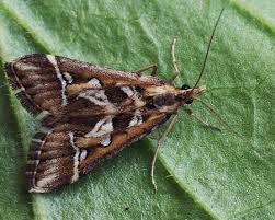 Attēlu rezultāti vaicājumam “Diasemia reticularis”