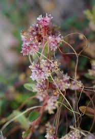 Attēlu rezultāti vaicājumam “Cuscuta epithymum subsp. trifolii flower”