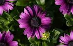 Fotos De Flores Bonitas