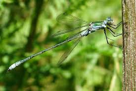 Attēlu rezultāti vaicājumam “Lestes sponsa”