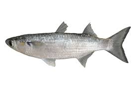 Image result for Mugil curema