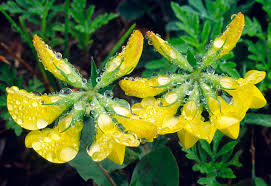 Attēlu rezultāti vaicājumam “Lotus corniculatus flower”