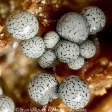 Attēlu rezultāti vaicājumam “Cribraria purpurea spores”