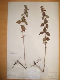 Attēlu rezultāti vaicājumam “Mentha x verticillata”