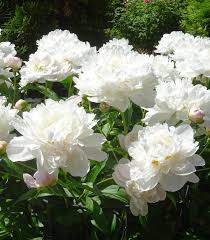 Attēlu rezultāti vaicājumam “Paeonia lactiflora”