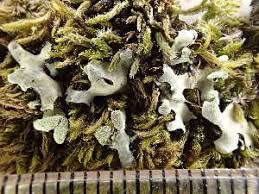 Attēlu rezultāti vaicājumam “Hypotrachyna sp.”