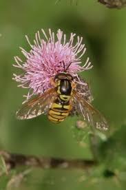 Attēlu rezultāti vaicājumam “Chrysotoxum sp.”