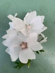 Attēlu rezultāti vaicājumam “Malva moschata alba flower”