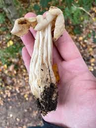 Attēlu rezultāti vaicājumam “Helvella crispa”