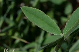 Attēlu rezultāti vaicājumam “Trifolium montanum”