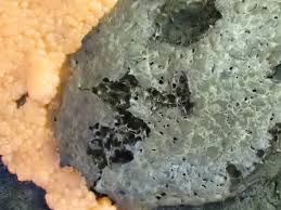 Attēlu rezultāti vaicājumam “Enteridium olivaceum”