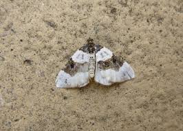 Attēlu rezultāti vaicājumam “Cosmorhoe ocellata”