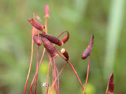 Attēlu rezultāti vaicājumam “Bryum pseudotriquetrum”