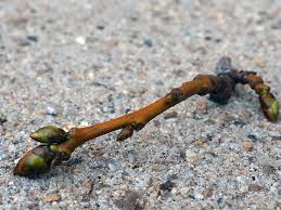 Attēlu rezultāti vaicājumam “Gymnocladus dioicus bud”