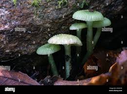 Attēlu rezultāti vaicājumam “Tetratoma fungorum”