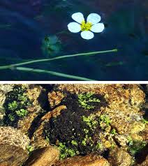 Attēlu rezultāti vaicājumam “Lemanea fluviatilis”