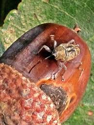 Attēlu rezultāti vaicājumam “Rhynchaenus lonicerae”