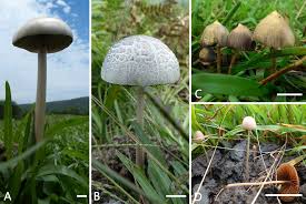 Attēlu rezultāti vaicājumam “Protostropharia alcis”