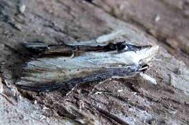 Attēlu rezultāti vaicājumam “Shargacucullia scrophulariae larva”