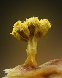 Attēlu rezultāti vaicājumam “Oligonema sp.”