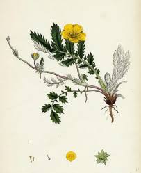 Image result for Potentilla anserina