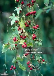 Attēlu rezultāti vaicājumam “Bryonia alba fruit”