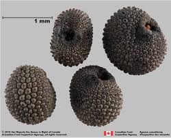 Attēlu rezultāti vaicājumam “Silene otites fruit”