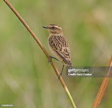 Attēlu rezultāti vaicājumam “Saxicola rubetra”