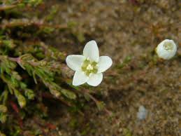 Attēlu rezultāti vaicājumam “Sagina nodosa flower”