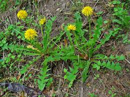Attēlu rezultāti vaicājumam “Taraxacum officinale aggr. fruit”