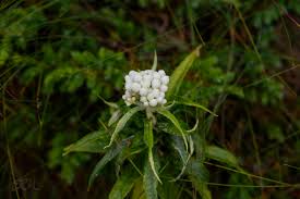 Attēlu rezultāti vaicājumam “Galium rivale fruit”