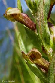 Attēlu rezultāti vaicājumam “Dactylorhiza ochroleuca bud”