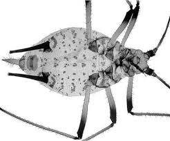 Attēlu rezultāti vaicājumam “Uroleucon cirsii”