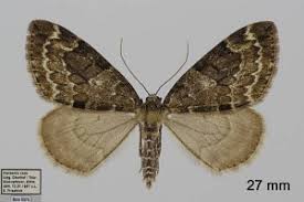 Attēlu rezultāti vaicājumam “Thera variata”