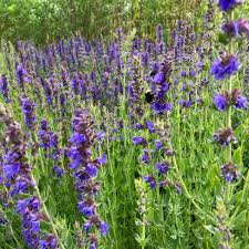 Image result for Hyssopus officinalis