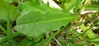 Attēlu rezultāti vaicājumam “Hypochaeris radicata leaf”