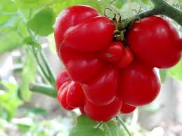 Afbeeldingsresultaat voor voyage tomato